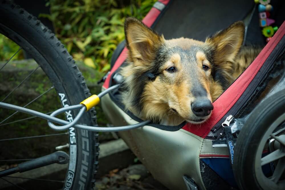 Important Things To Consider Before Buying A Dog Bike Trailer - LA